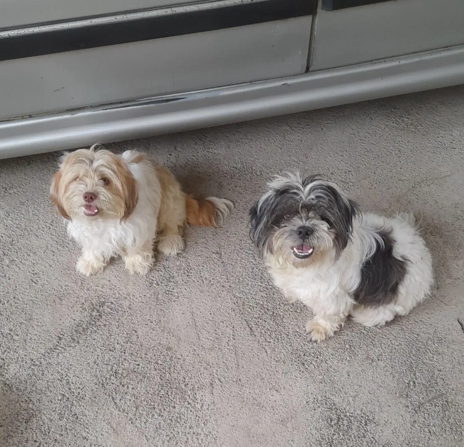 سگ شناسنامه دار|سگ|حویق, |دیوار