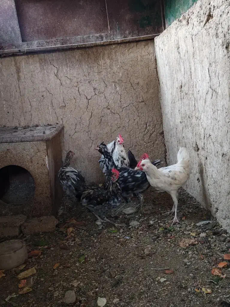 4عدد مرغ گلین ۲عدد خروس گلین مرغ تخم گذار است|حیوانات مزرعه|احمدآبادمستوفی, |دیوار