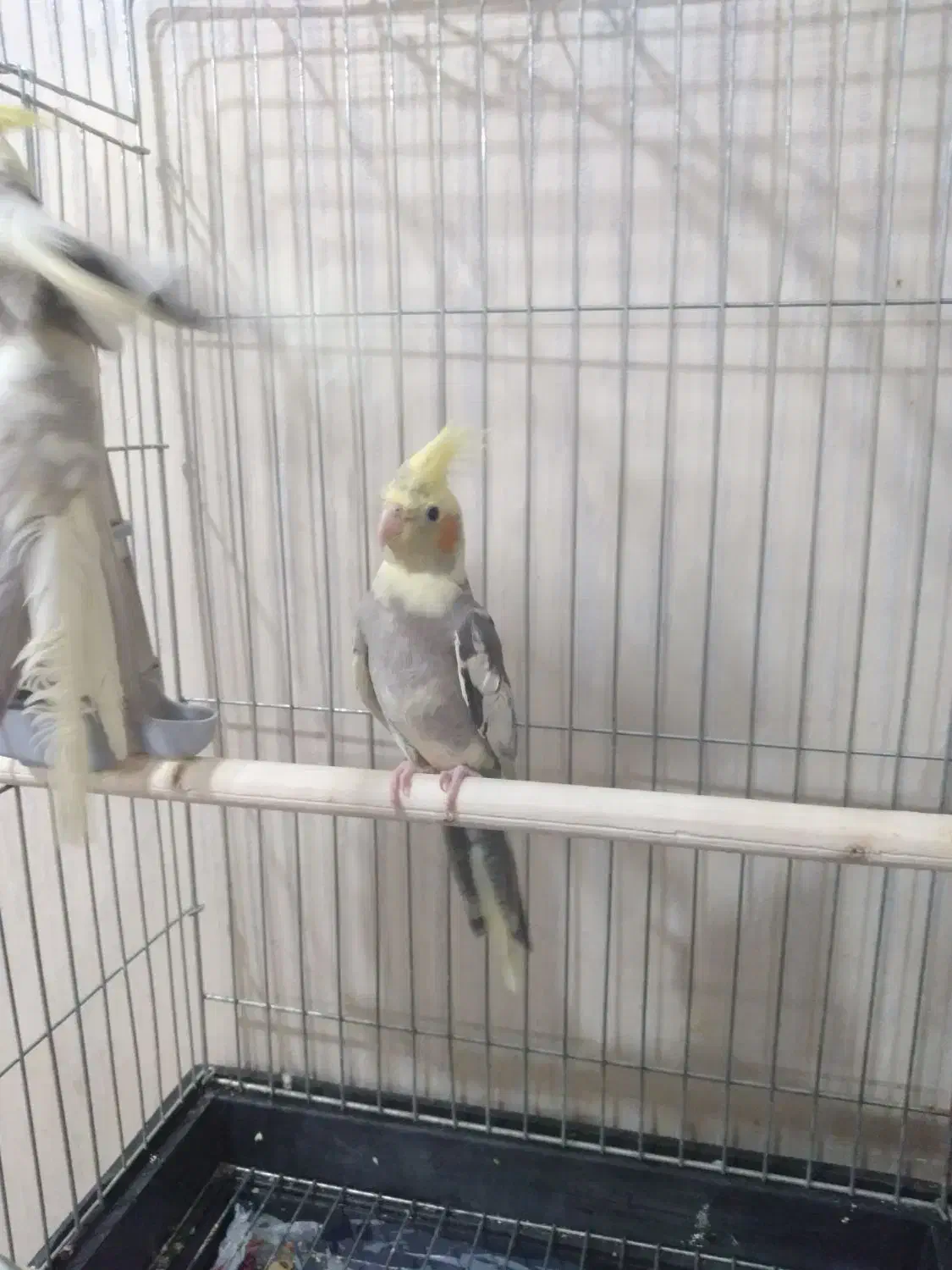 عروس پاریس|پرنده|اهواز, کوی مهدیس|دیوار