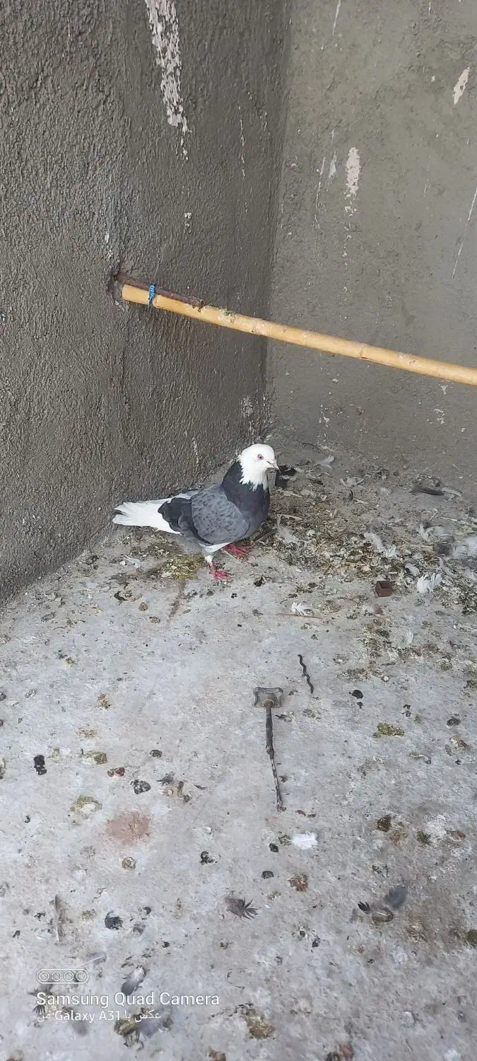 کبوتر نر ابلق سبز|پرنده|گرمسار, |دیوار