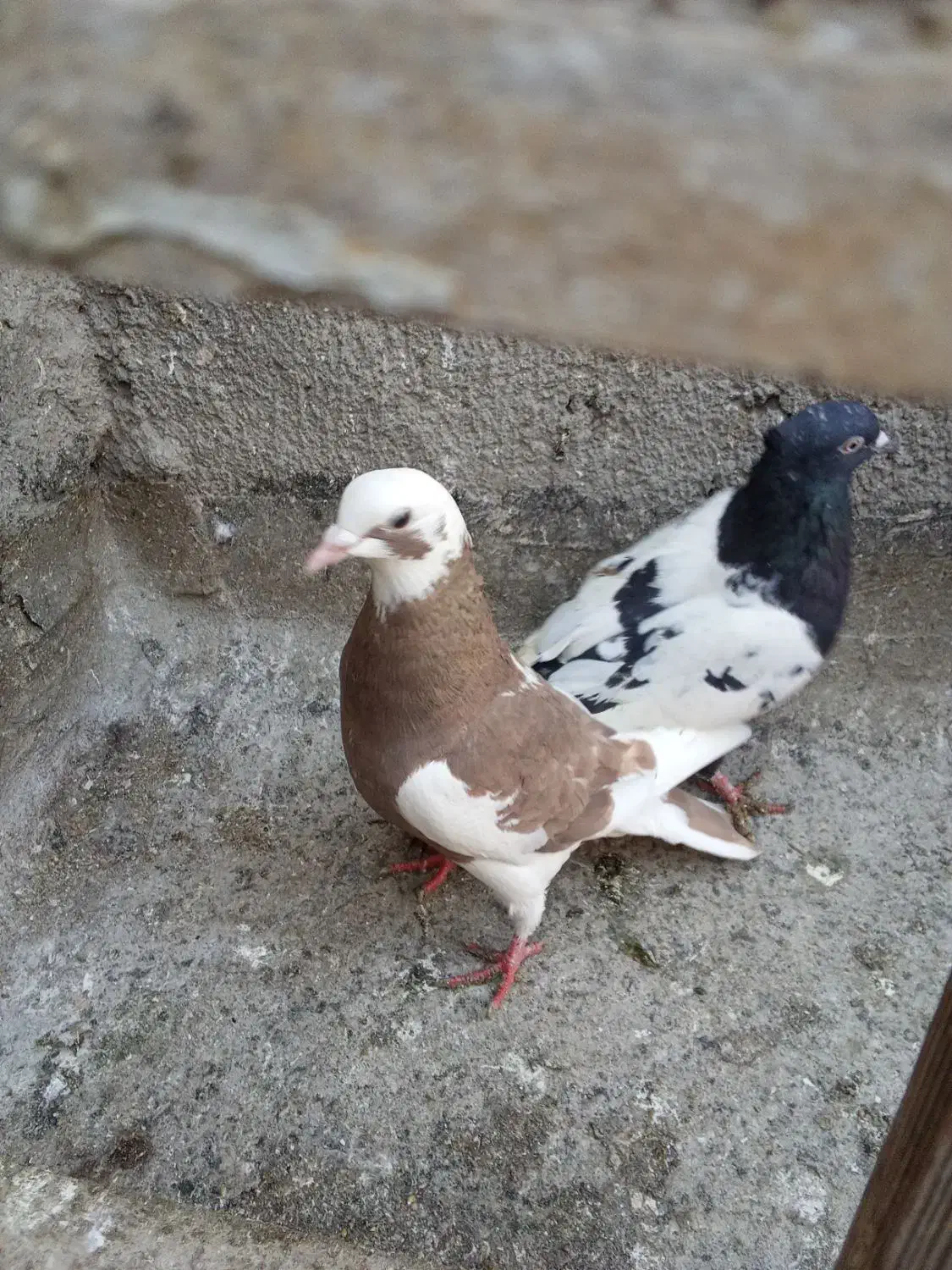 کبوتر|پرنده|مشهد, کوی دروی|دیوار