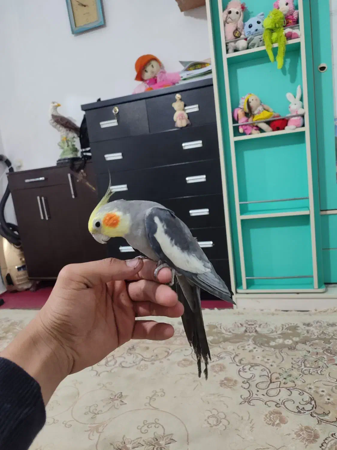 عروس هلندی سخنگو|پرنده|پاکدشت, کبودگنبد|دیوار