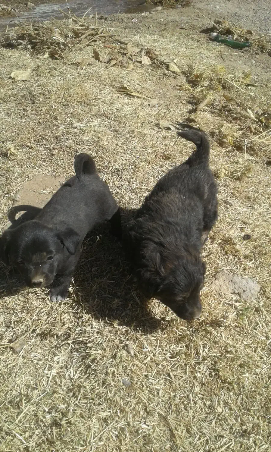 واگزاری سگ|سگ|خرمدره, |دیوار