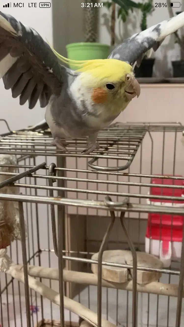 عروس هلندی|پرنده|گرمدره, |دیوار