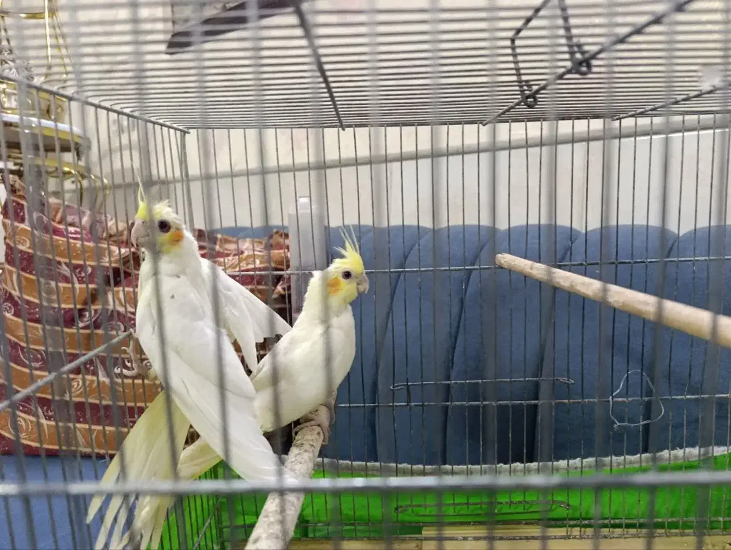 عروس هلندی|پرنده|قم, طلاب غیر ایرانی|دیوار