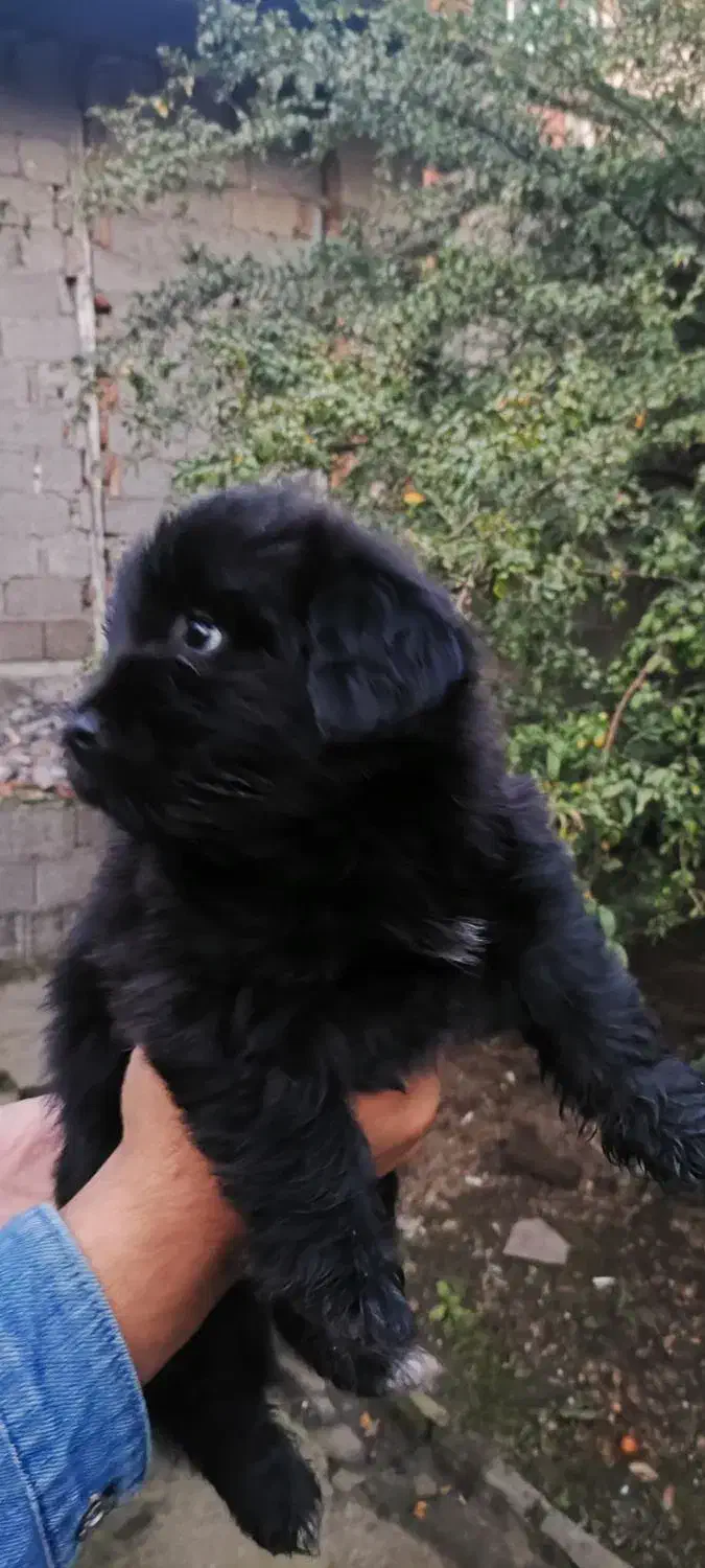 واگذاری دو عدد توله سگ ۲ ماه پا کوتاه|سگ|رشت, خواهر امام|دیوار