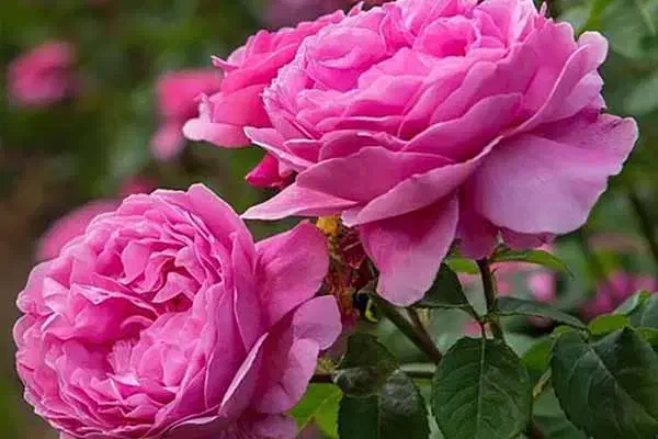 درخت گل محمدی با ریشه پر چند ساله|گل و گیاه طبیعی|برزک, |دیوار