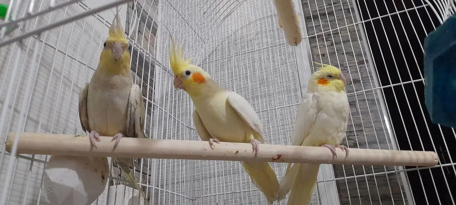 عروس هلندی حراج|پرنده|محمدیه-قزوین, |دیوار