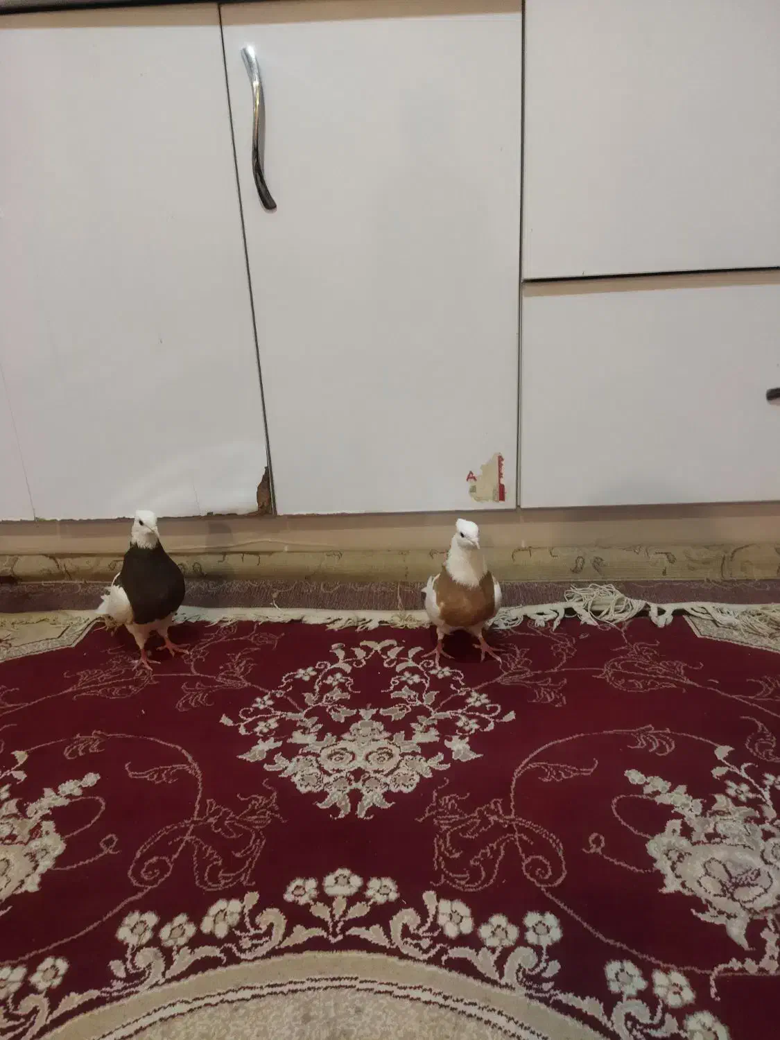 دوتا ماده طوقی بدون خطا|پرنده|خرم‌آباد, |دیوار