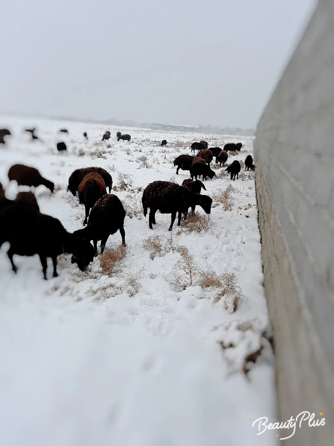 پهن گوسفند|گل و گیاه طبیعی|لیلان, |دیوار