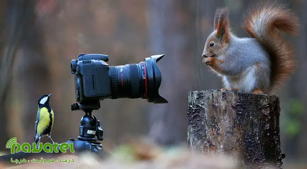 فیلمبرداری و عکاسی|خدمات پذیرایی، مراسم|اردبیل, |دیوار