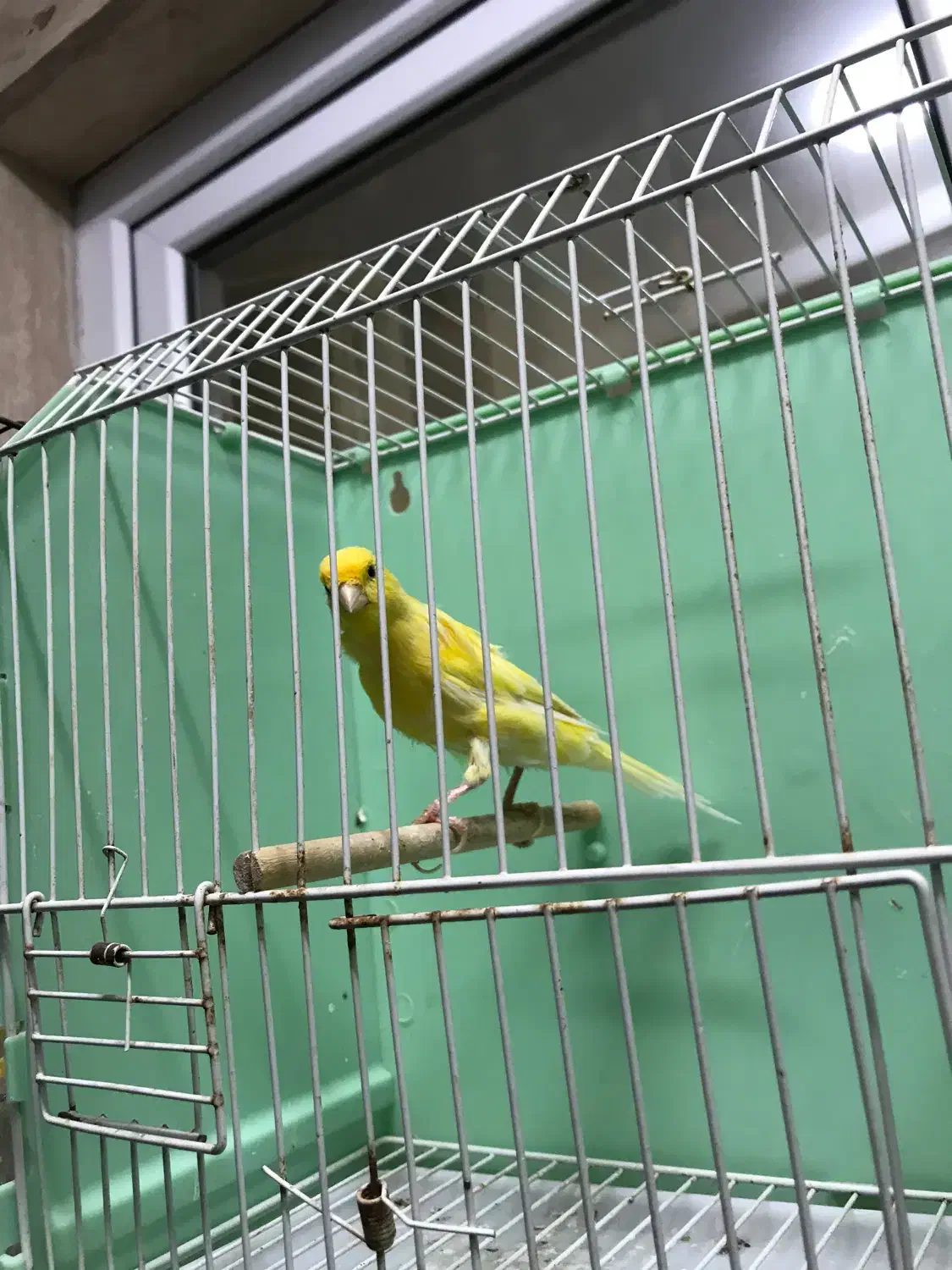 قناری نر بخوان|پرنده|اردبیل, |دیوار