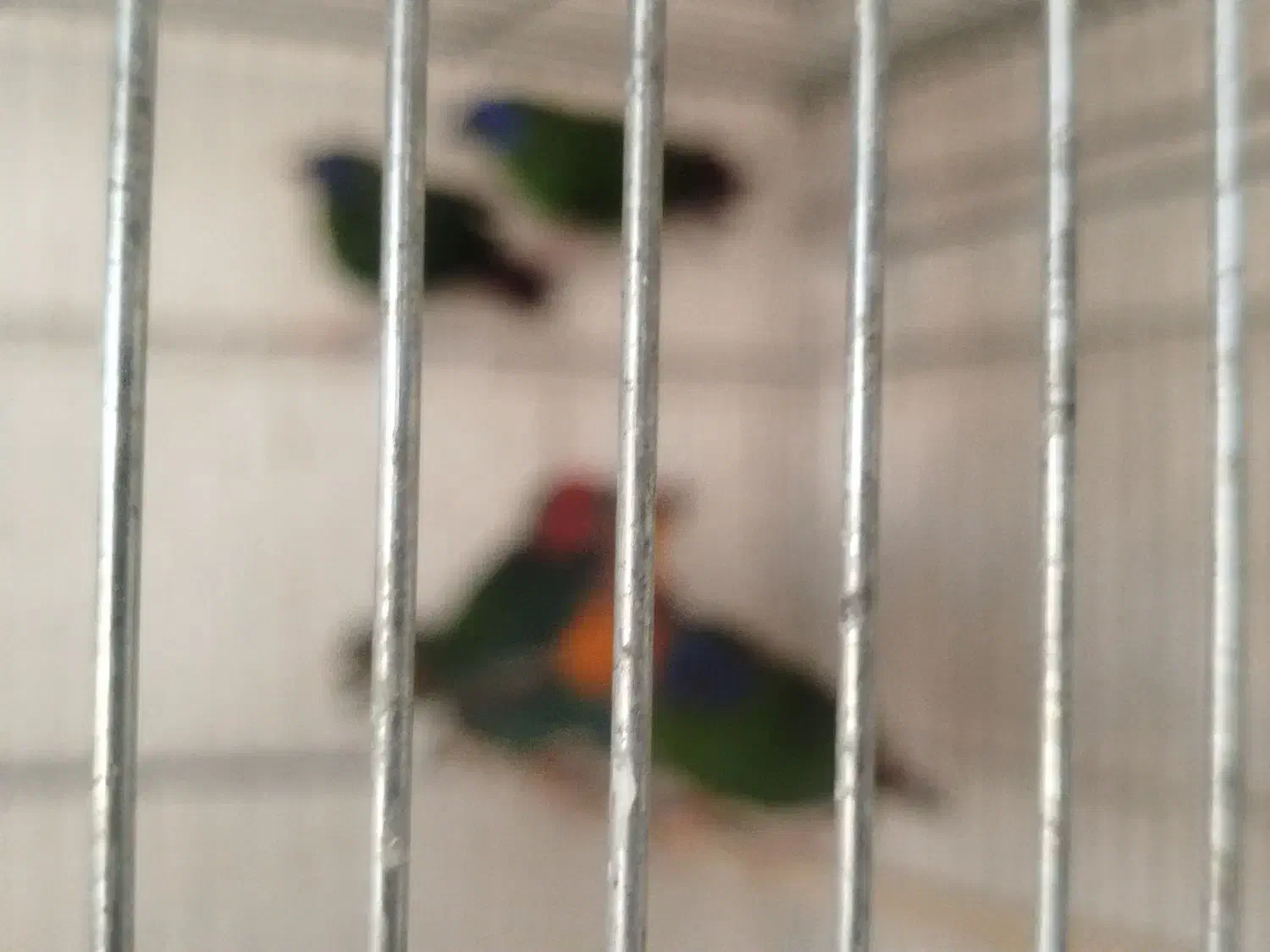 فنج طوطی وار|پرنده|اصفهان, ارغوانیه|دیوار