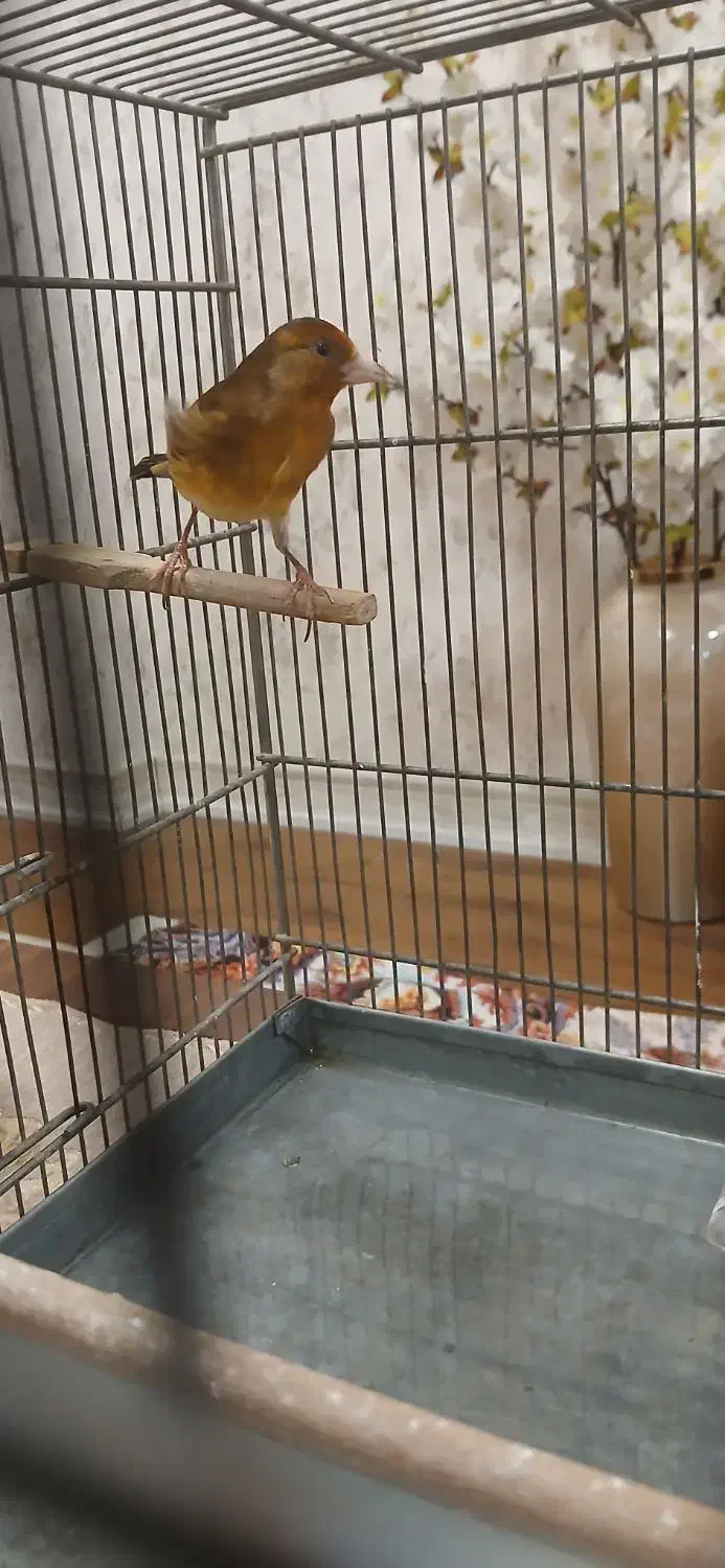 سهره قناری|پرنده|تهران, افسریه شمالی|دیوار