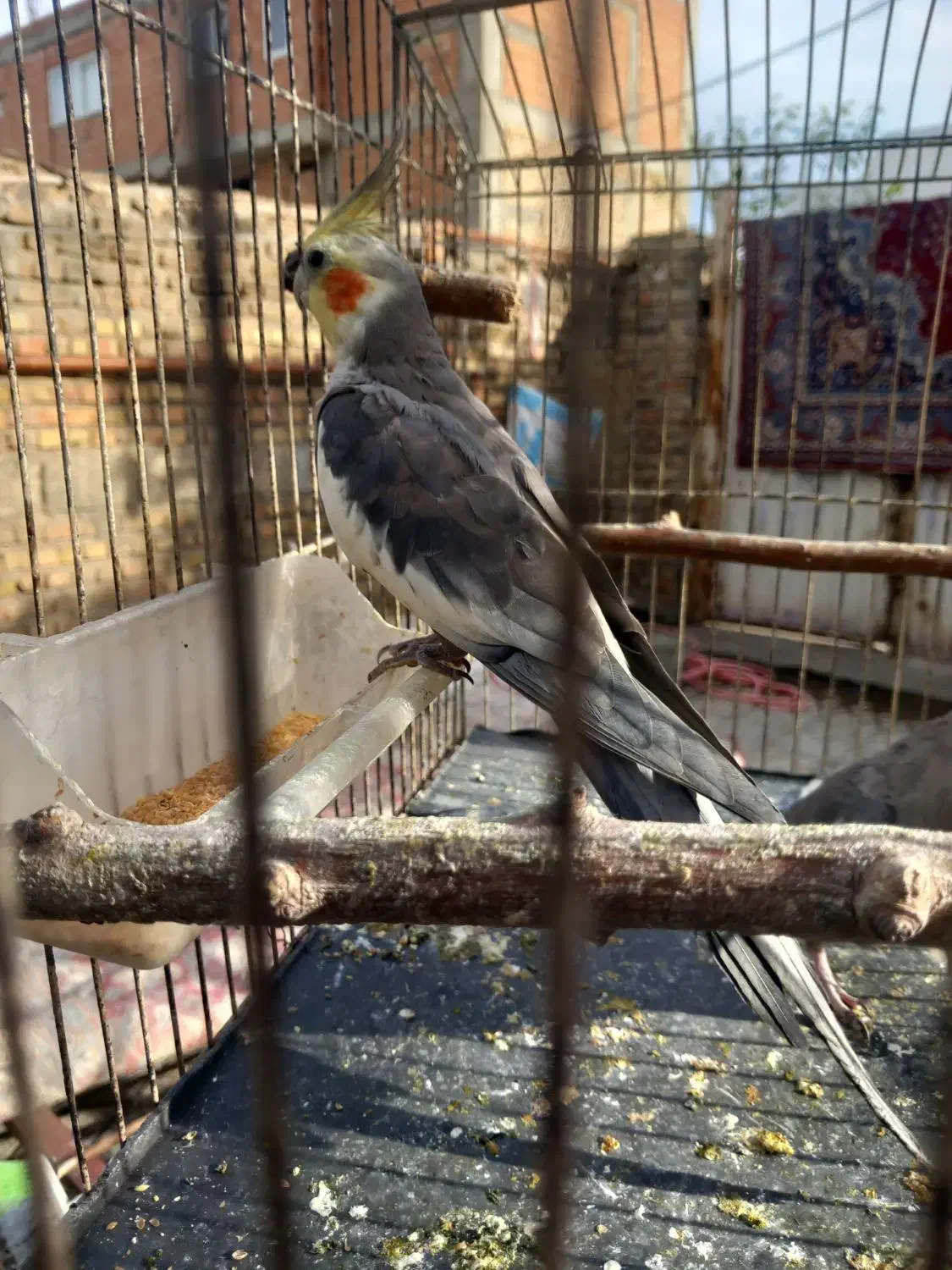 عروس هلندی|پرنده|نگین شهر, |دیوار