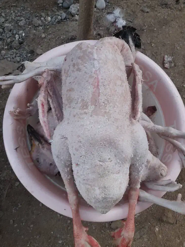 غاز محلی پاک کرده و آماده|حیوانات مزرعه|آستانه سرا, |دیوار