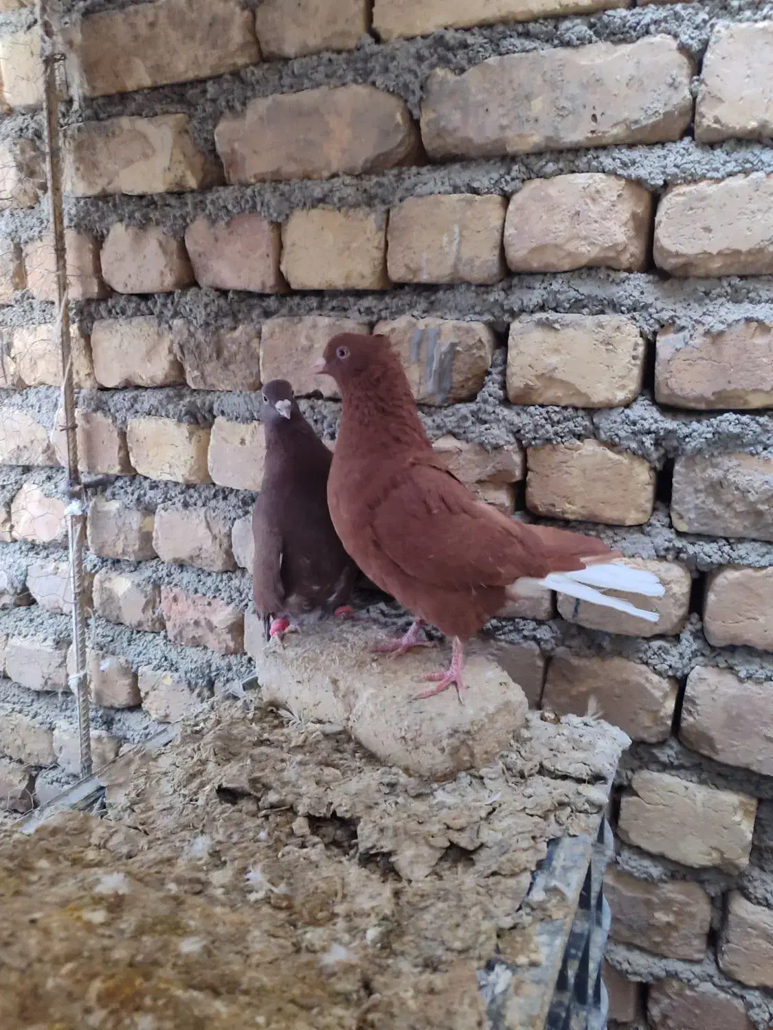 طوقی دم سفید سینه ای کله الماسی سرخ پرشی کله ای|پرنده|مبارکه, |دیوار