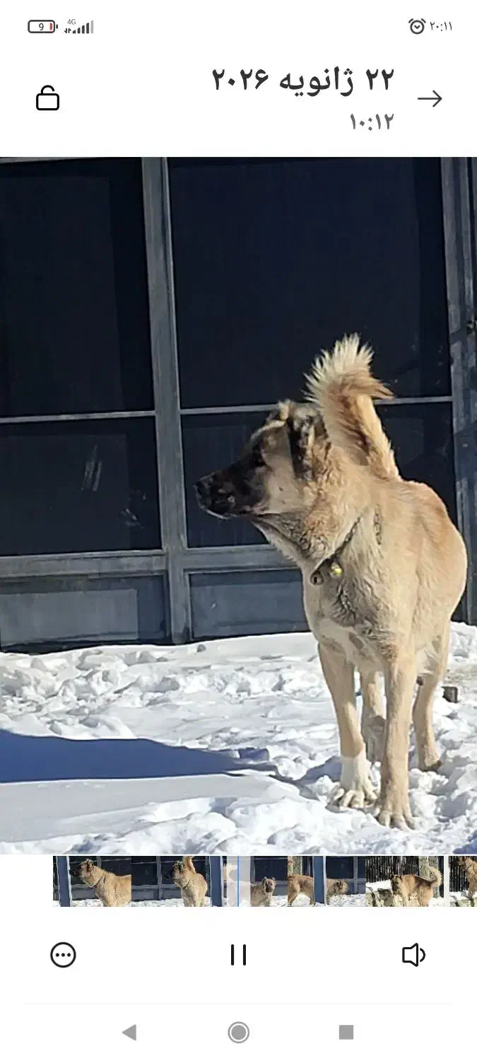 سگ سرابی پژدر دورگه|سگ|بومهن, |دیوار