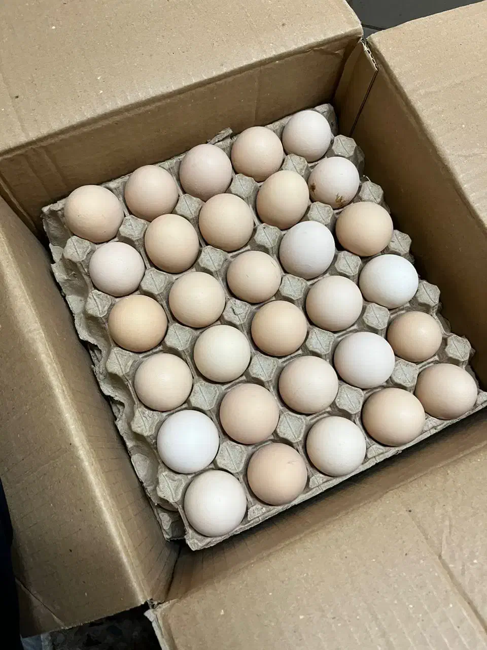 تخم مرغ عمده|عمده‌فروشی|تهران, هلال احمر|دیوار