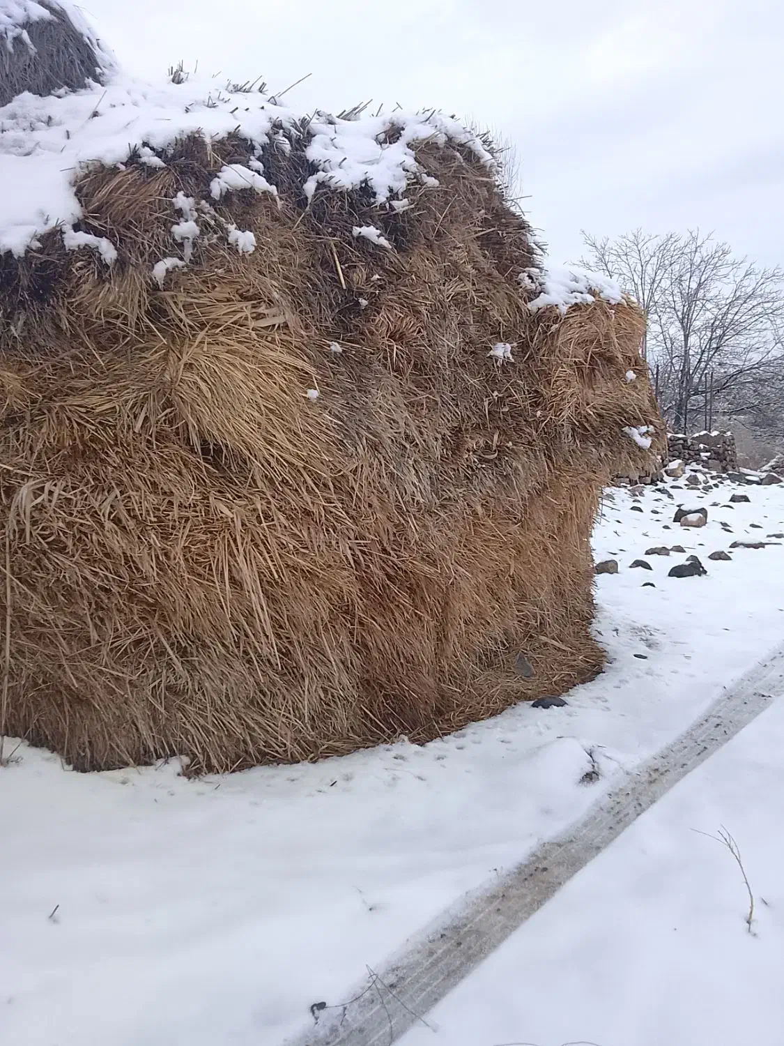 علف باغ|گل و گیاه طبیعی|مشگین شهر, |دیوار