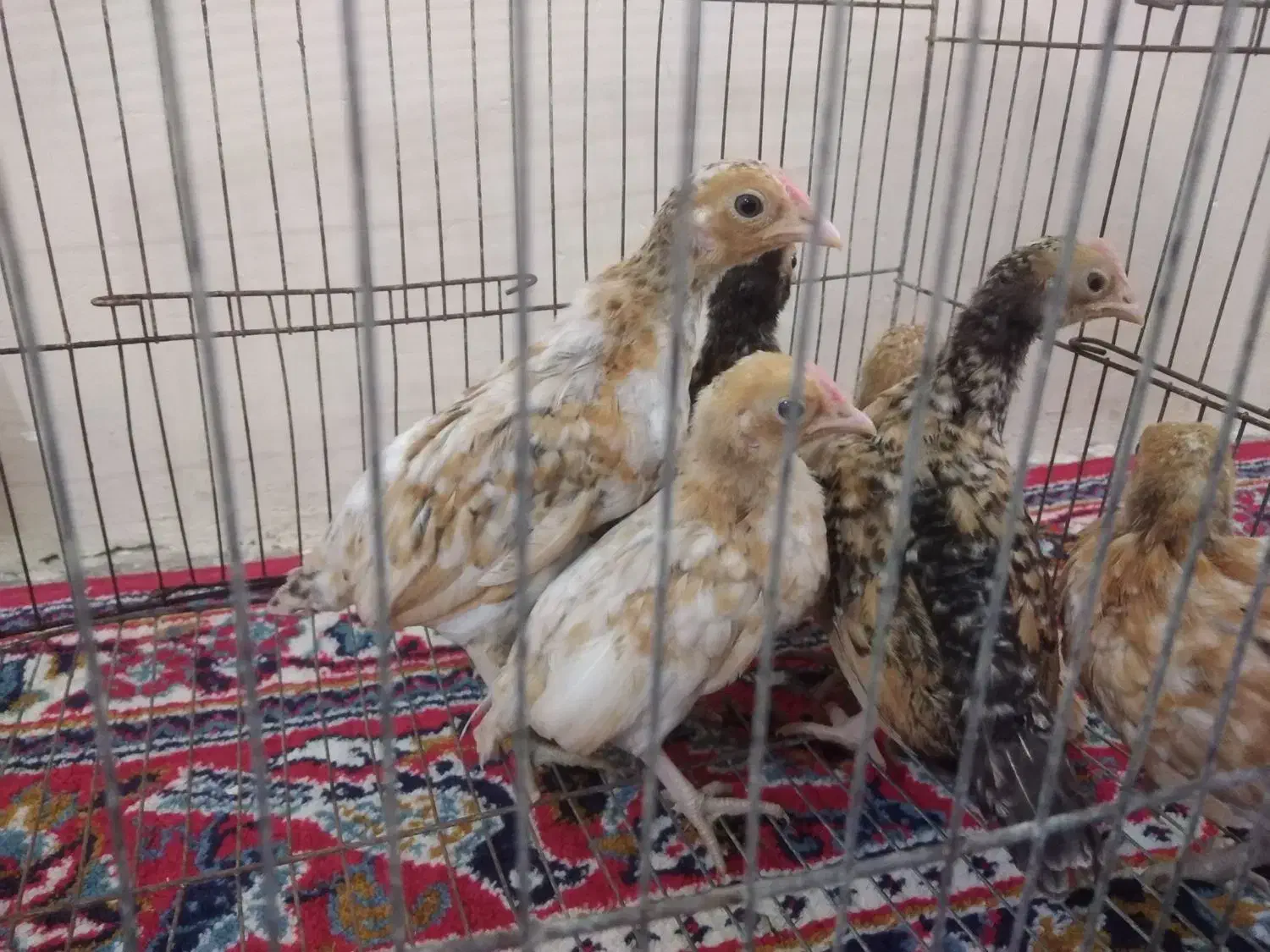 جوجه سیبرایت|حیوانات مزرعه|کردکوی, |دیوار