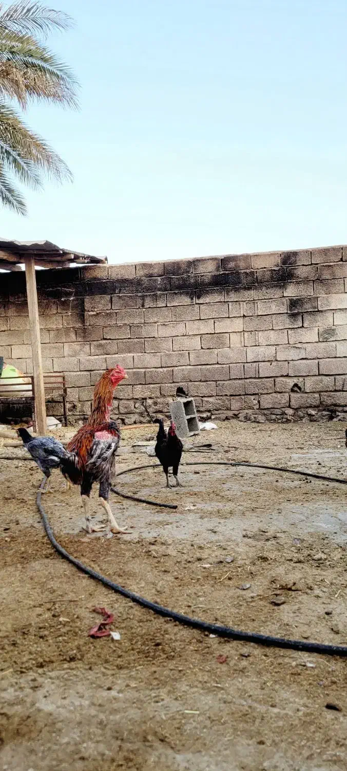 خروس و مرغ لاری اصل|حیوانات مزرعه|فراشبند, |دیوار