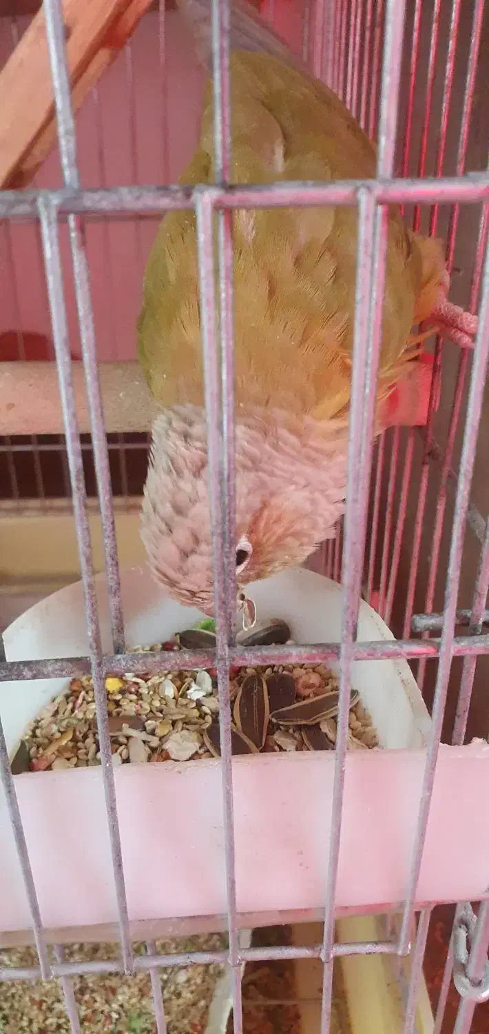 گرینچک نر آناناسی|پرنده|شاهین‌شهر, عطار|دیوار