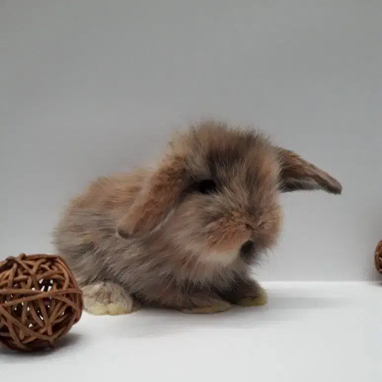 توله خرگوش لوپ عروسکی (همه رنگ)|موش و خرگوش|اهواز, پادادشهر|دیوار