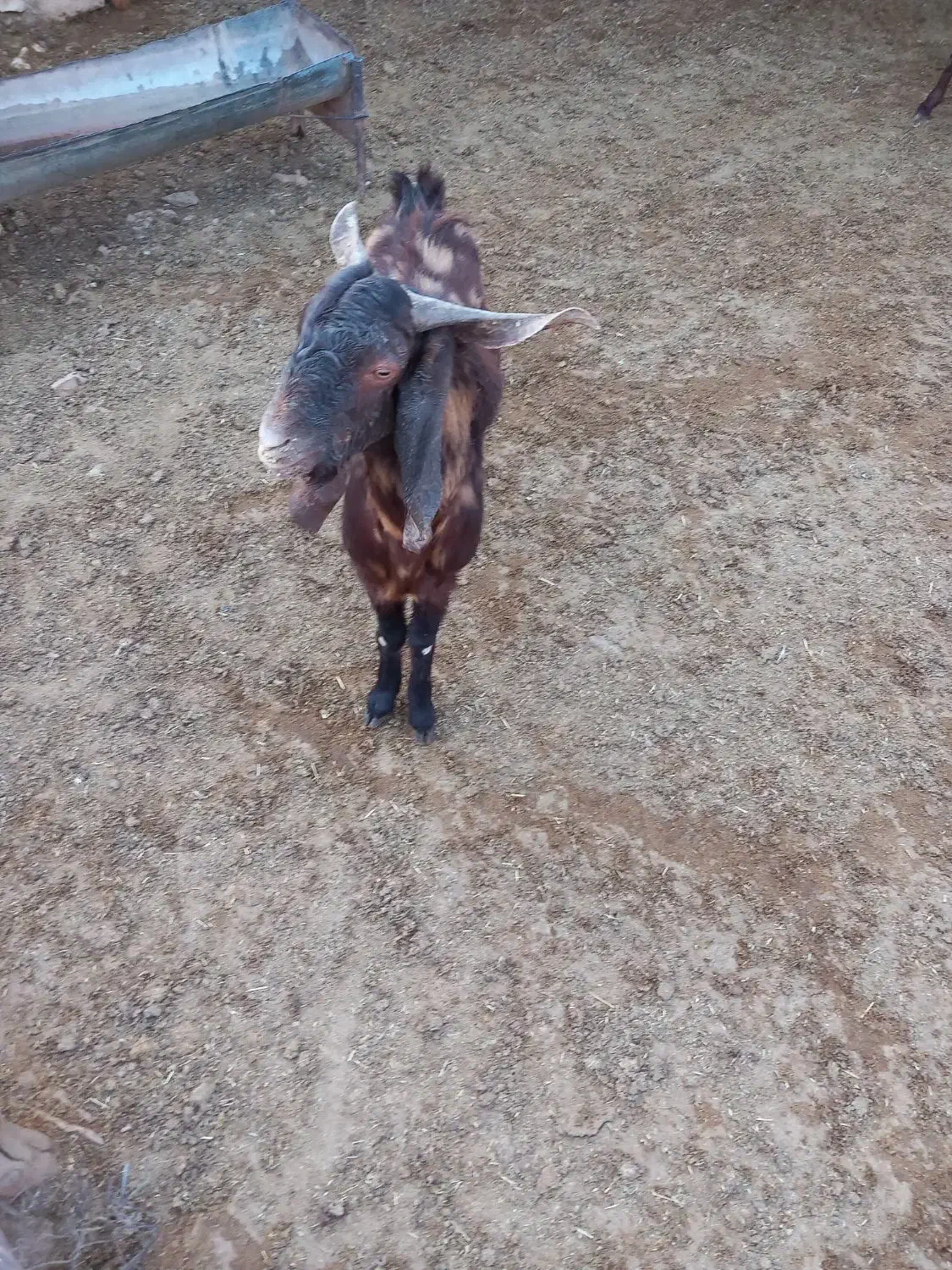 بزغاله نر|حیوانات مزرعه|کوهدشت, |دیوار