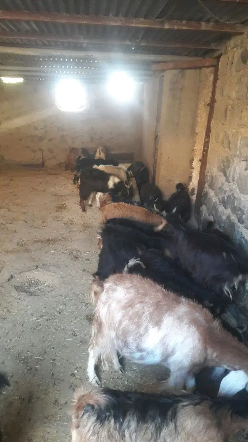 بزغاله نرو ماده چاق|حیوانات مزرعه|ملکشاهی, |دیوار