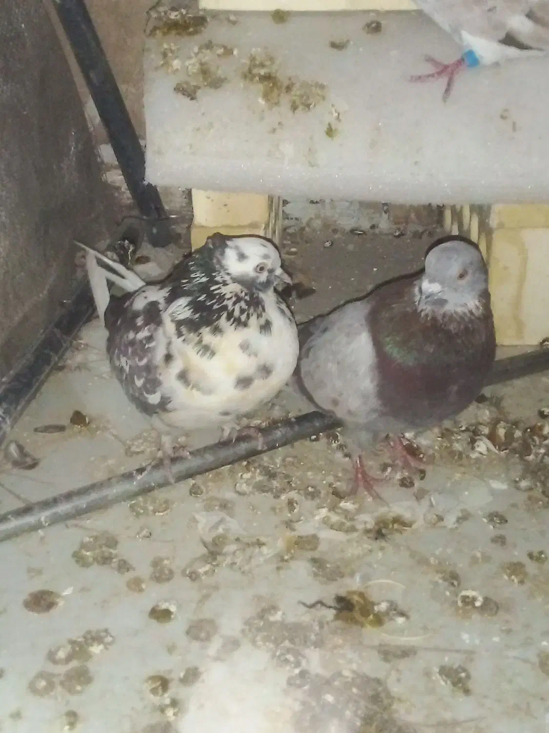 کفتر|پرنده|اصفهان, دارک|دیوار