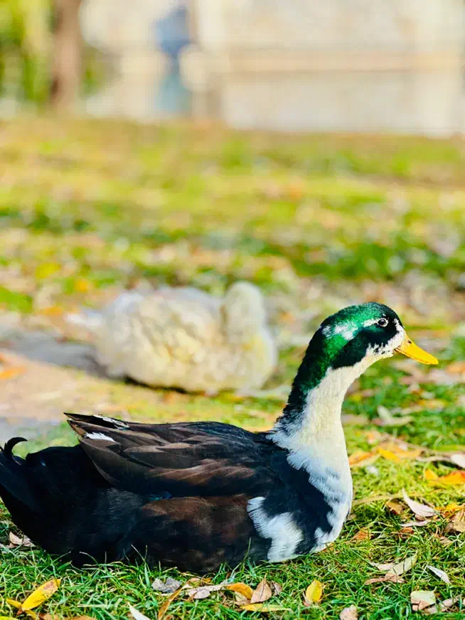 فروش/واگذاری-گاوداری، گلخانه|فروش دفتر صنعتی، کشاورزی، تجاری|مشهد, صیاد شیرازی|دیوار