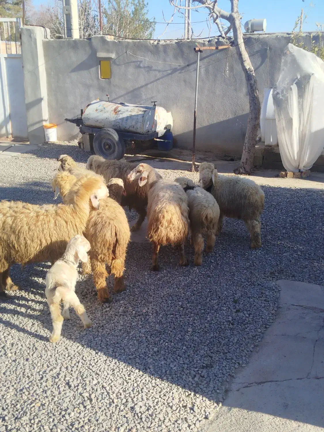 میش شیشک بره دار|حیوانات مزرعه|مرودشت, نقش رستم|دیوار