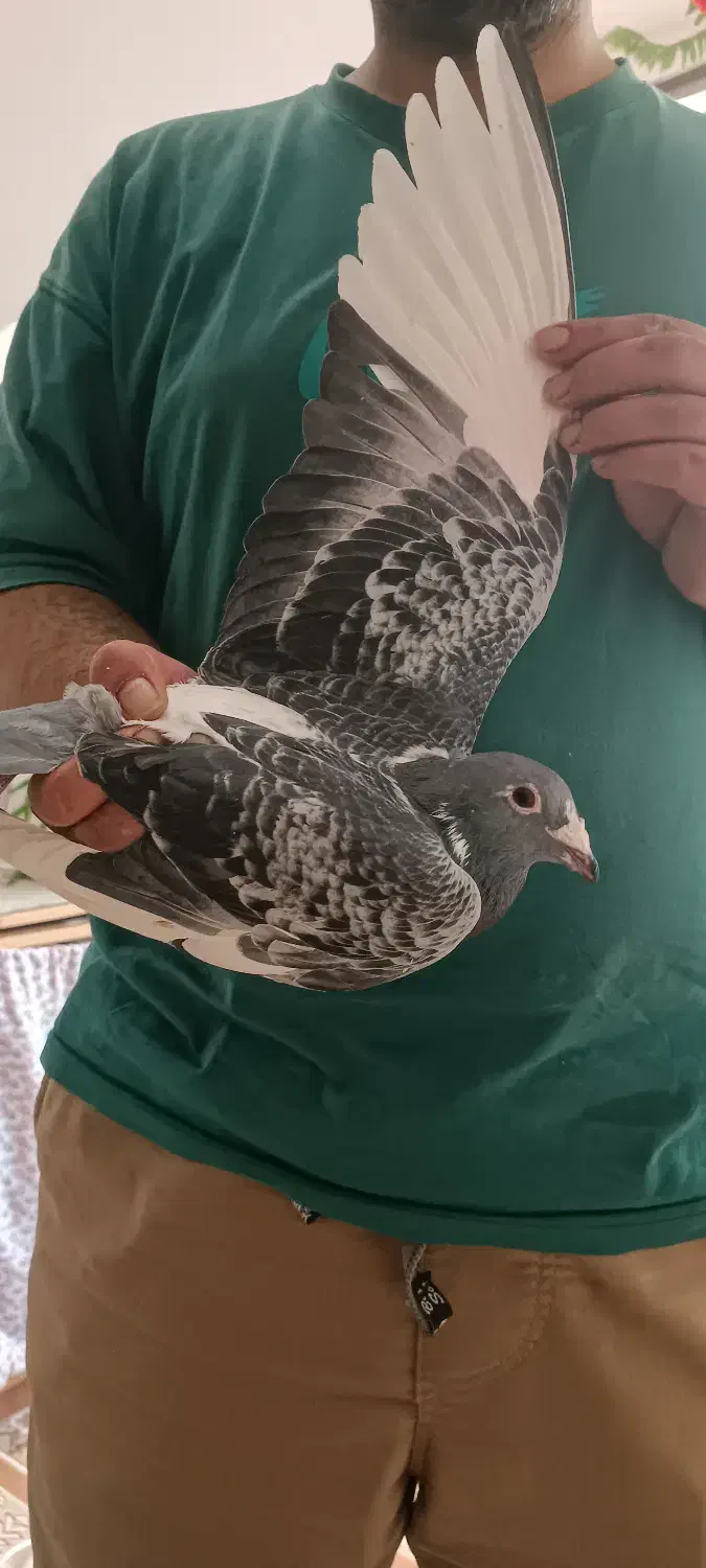 سلام کفتر مگسی شاه پر سفید فروشی .|پرنده|سمنان, |دیوار