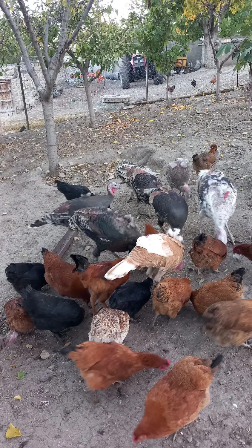 بوقلمون طبیعی|حیوانات مزرعه|آبش احمد, |دیوار