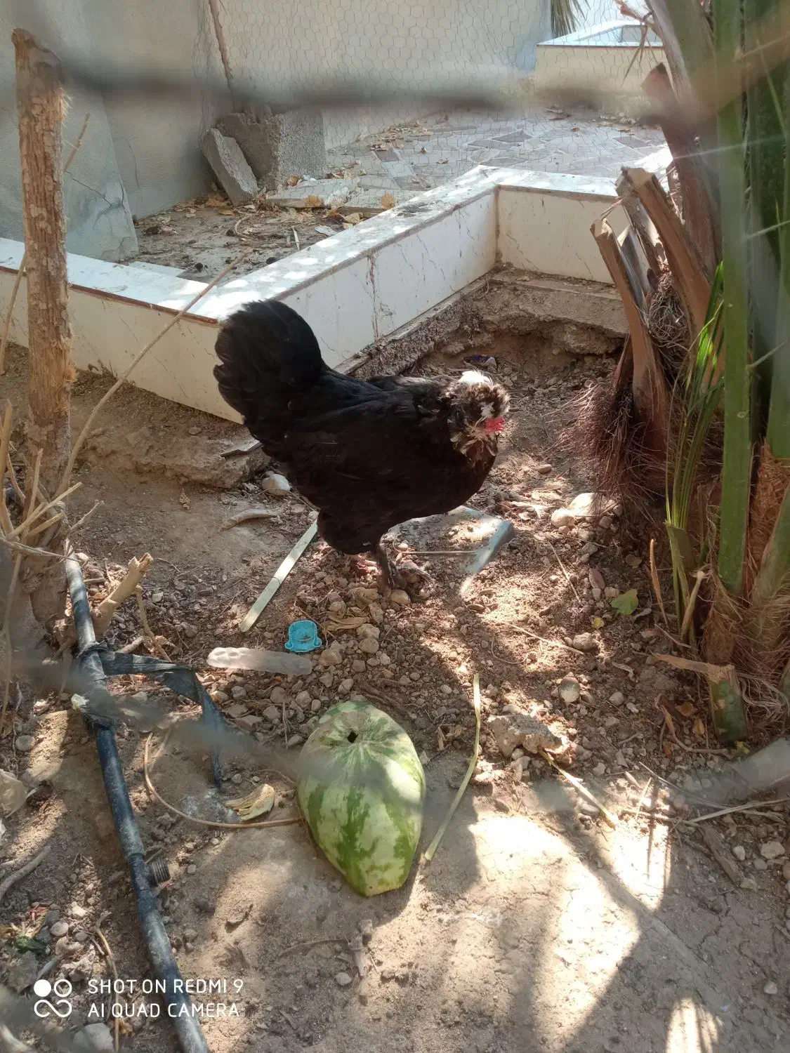 مرغ سلطان ونیمچه مرغ|حیوانات مزرعه|آبدان, |دیوار