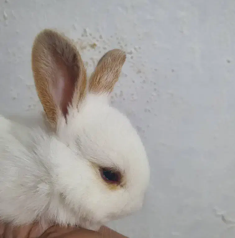 بچه خرگوش|موش و خرگوش|القجر, |دیوار