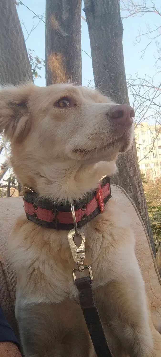 واگذاری سگ نگهبان|سگ|فشم, |دیوار