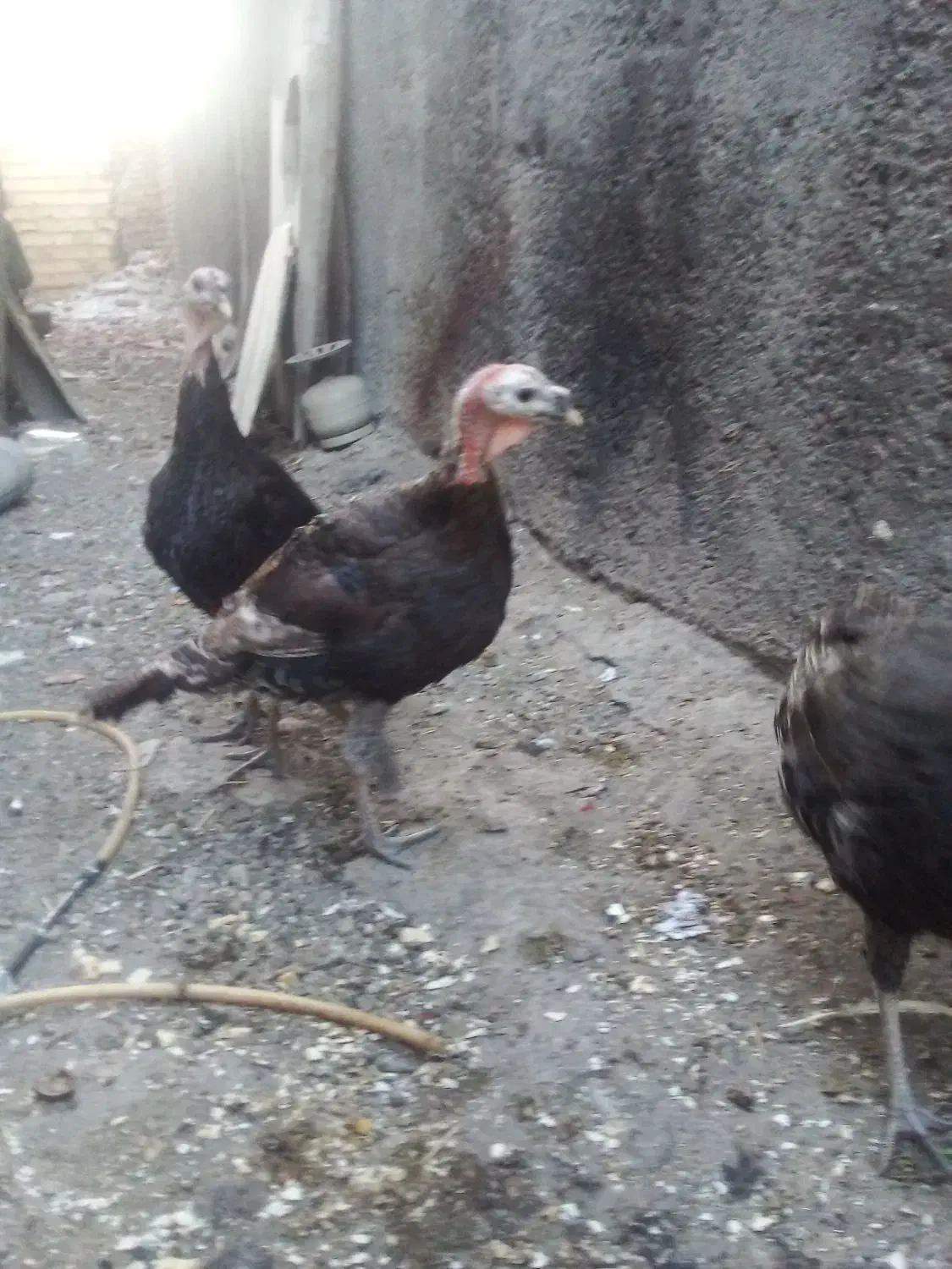 بوقلمون|حیوانات مزرعه|سراب, |دیوار