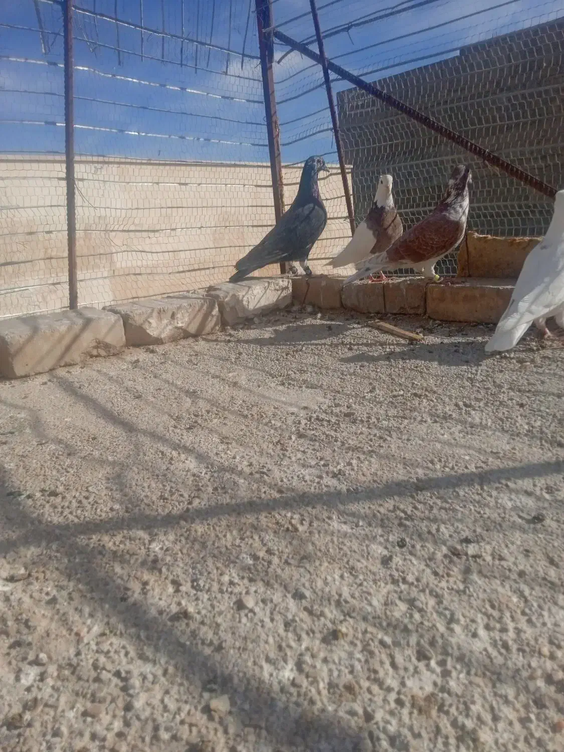 افشون|پرنده|اسفراین, |دیوار