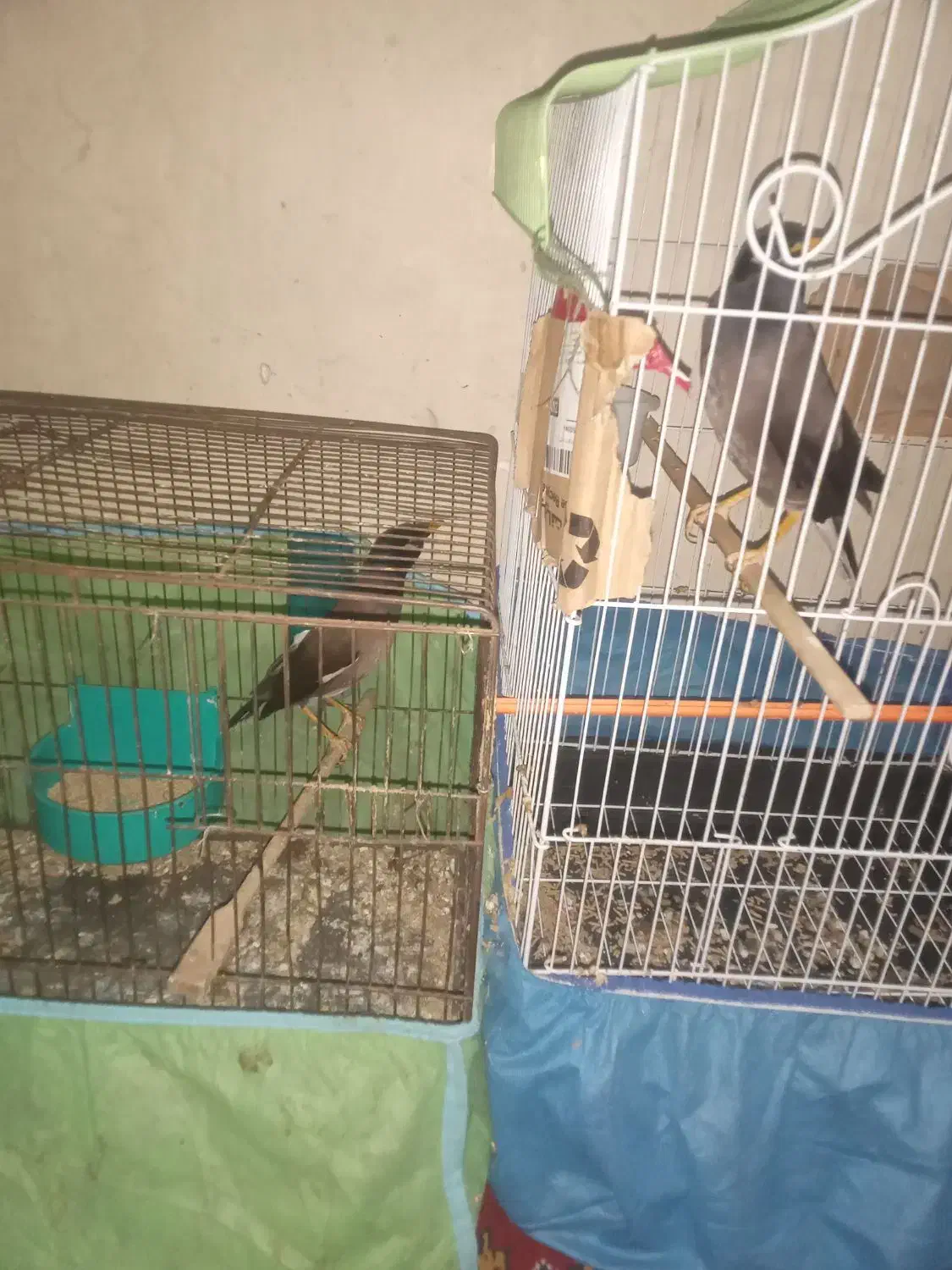 مرغ مینا|پرنده|اهواز, کوی علوی|دیوار