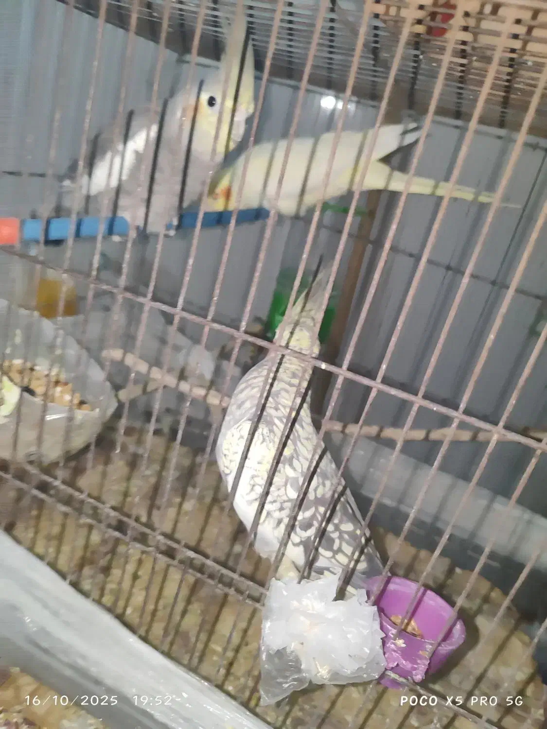 عروی هلندی با جوجه 3 و 5 ماهه|پرنده|کوه چنار, |دیوار