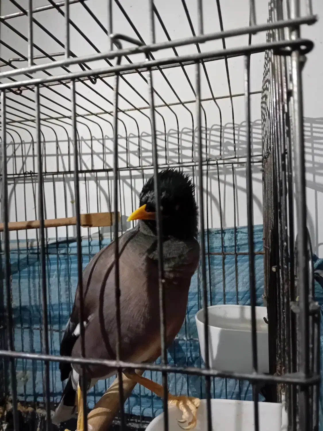 مرغ مینا سخنگو  با قفس|پرنده|اسلام‌شهر, شهرک سعیدیه|دیوار