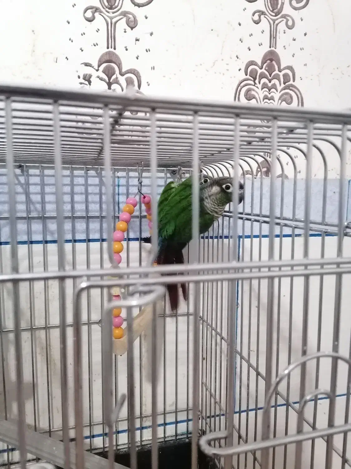 فروش راهب گرینچیک عروس هلندی کوتوله|پرنده|زرند, |دیوار