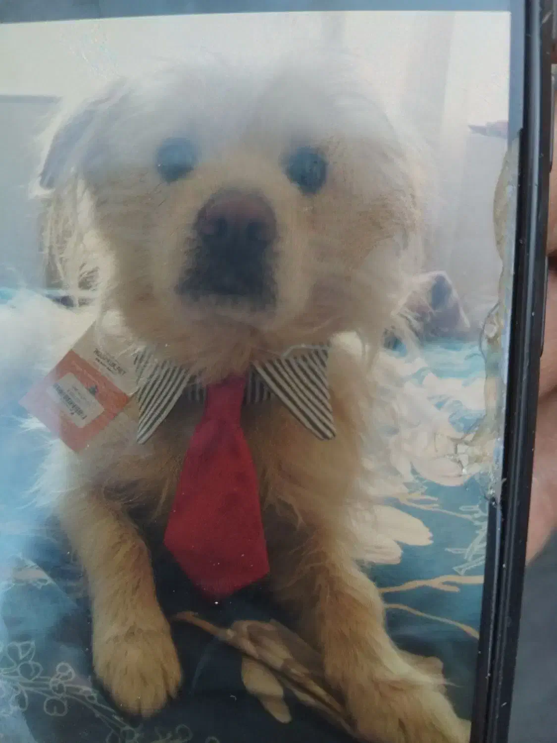 گمشده|سگ|اصفهان, بهارستان|دیوار