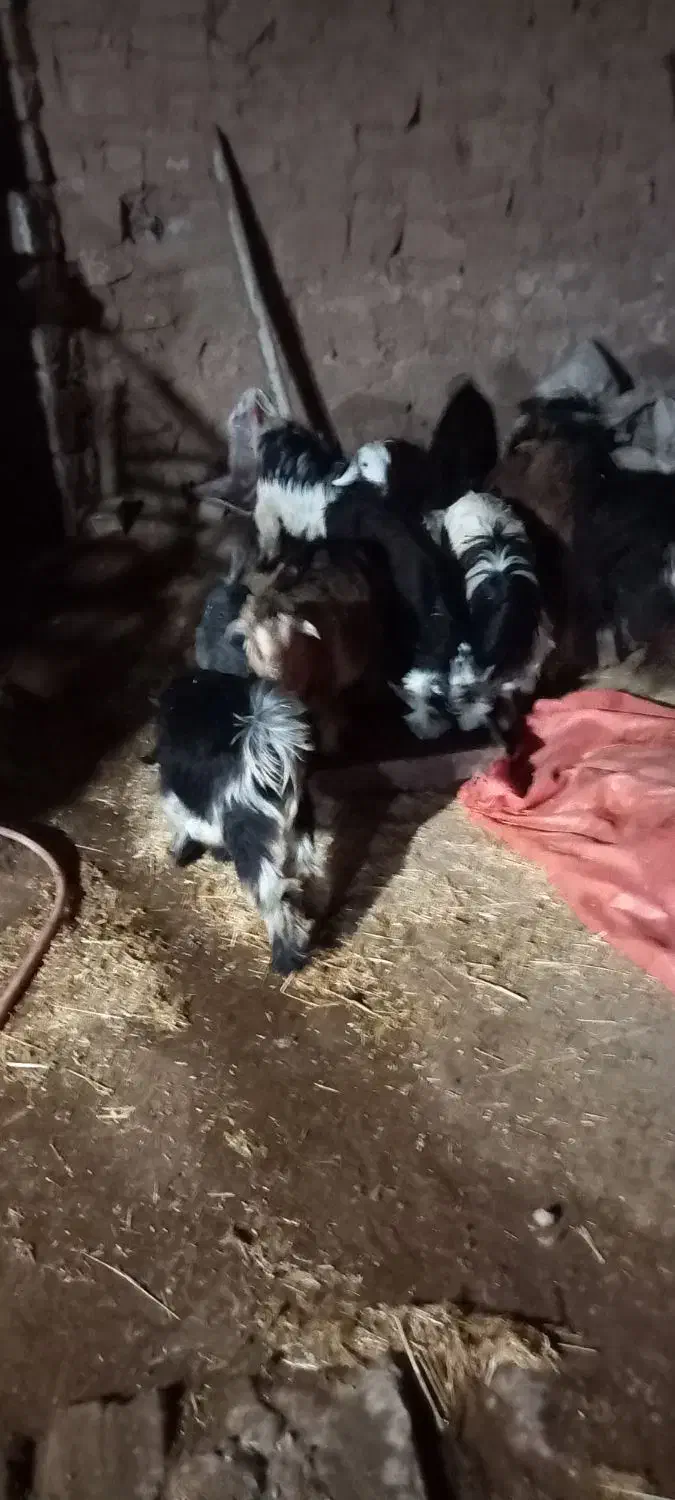 بیگ|حیوانات مزرعه|مسجد سلیمان, |دیوار