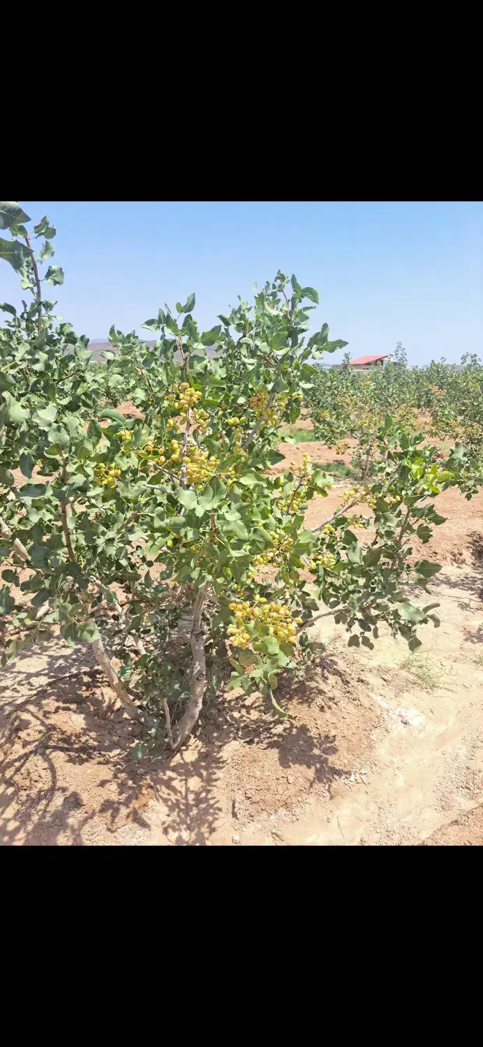 باغ پسته|خدمات باغبانی و درختکاری|صفادشت, |دیوار