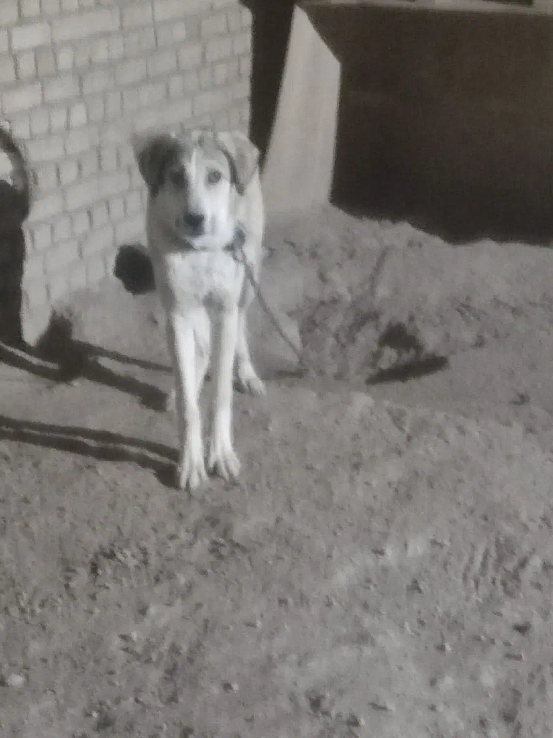 افغان سگ|سگ|صالح آباد, |دیوار