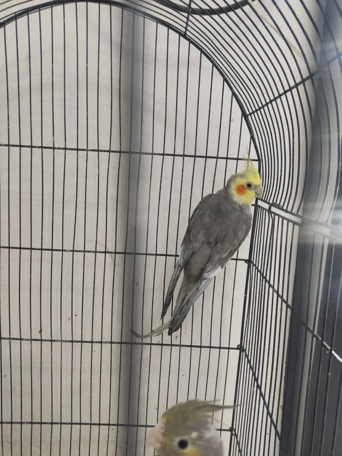 عروس هلندی|پرنده|باخزر, |دیوار