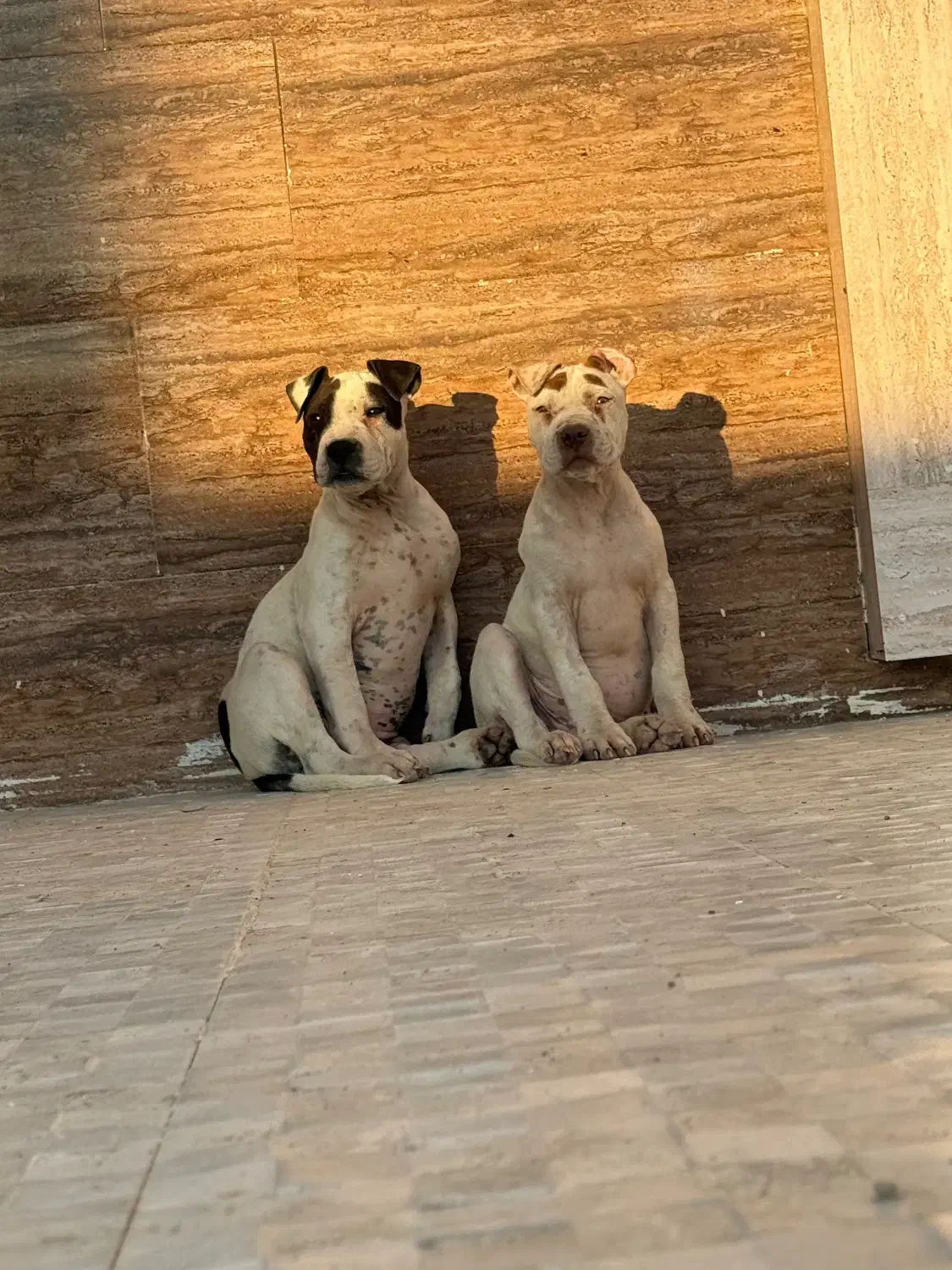 پیتبول بسیار اصیل|سگ|تهران, چهارصد دستگاه|دیوار